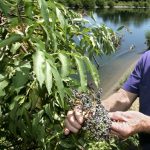 elderberries