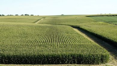 Photo of Giving farmers a chance to help their communities