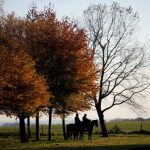 trees