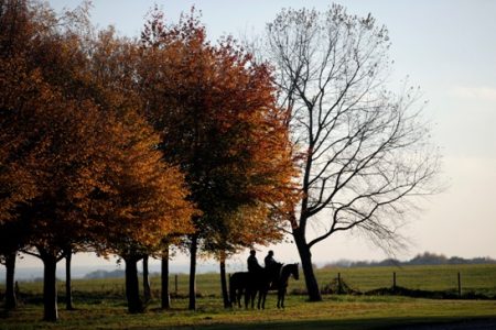 trees