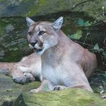 Cougar riverside park and ralph mitchell zoo