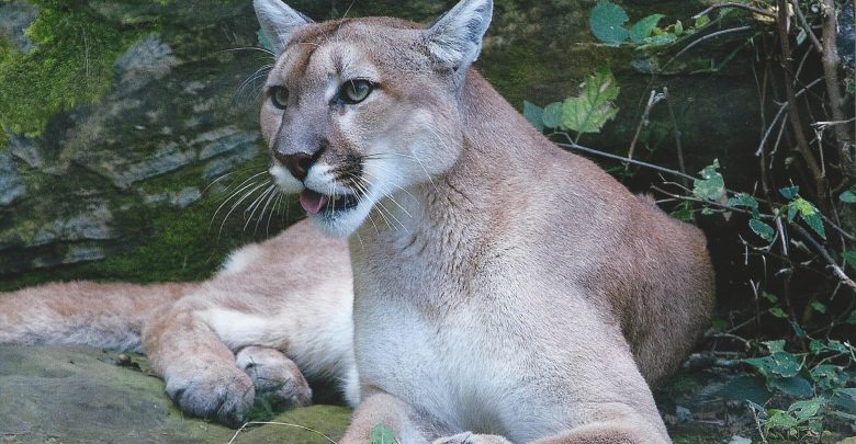 Cougar riverside park and ralph mitchell zoo