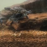 turtles
