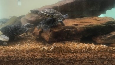 Photo of Small turtles purchased online linked to Salmonella outbreak affecting children