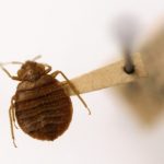 bug