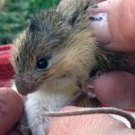 mouse