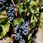 grapes
