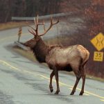 Elk buck
