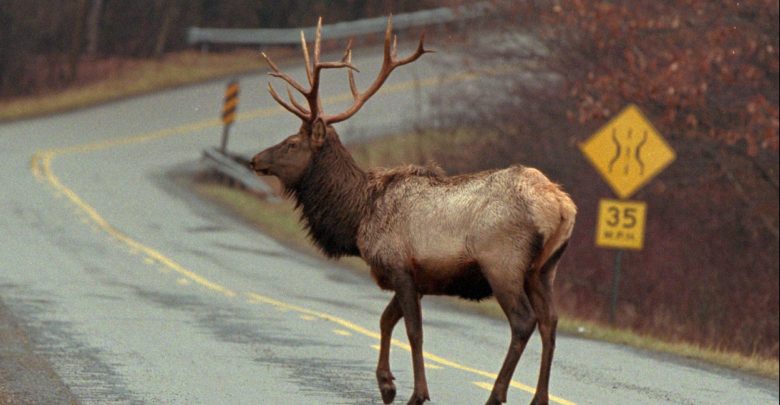 Elk buck