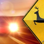 Deer crashes