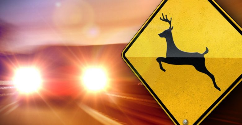 Deer crashes