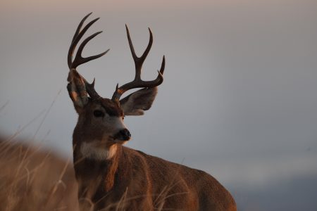 deer, buck, Newstalk KZRG