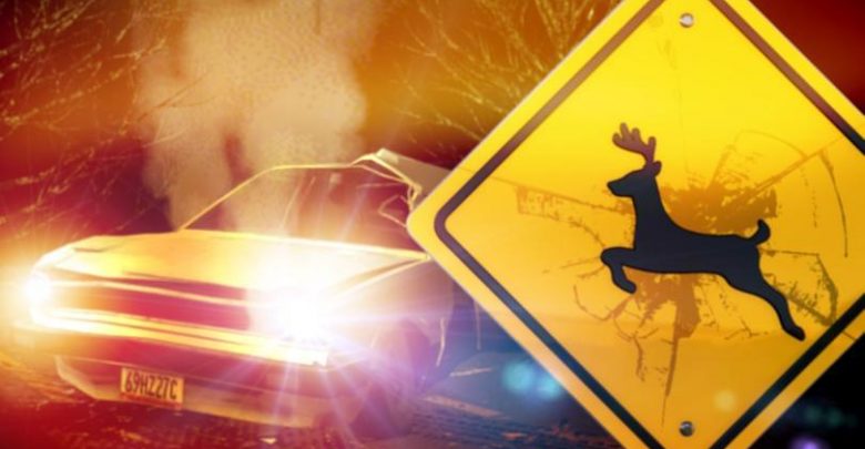 Deer crash