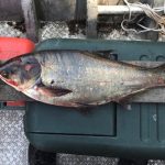 Asian-Carp