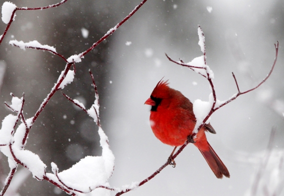 cardinal