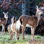 deer