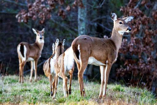 deer