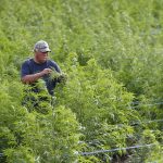 hemp. Newstalk KZRG