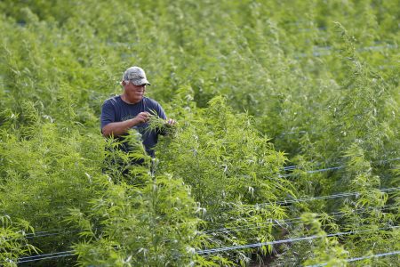 hemp. Newstalk KZRG
