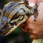 python