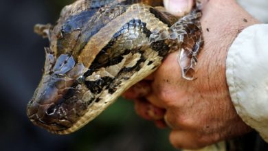 Photo of Police called to remove snake; turns out to be python