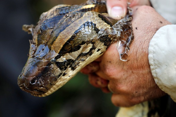 python