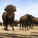 Bison
