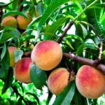 peaches