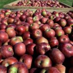 apples