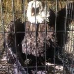 eagle