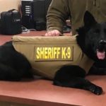 K9 bear small