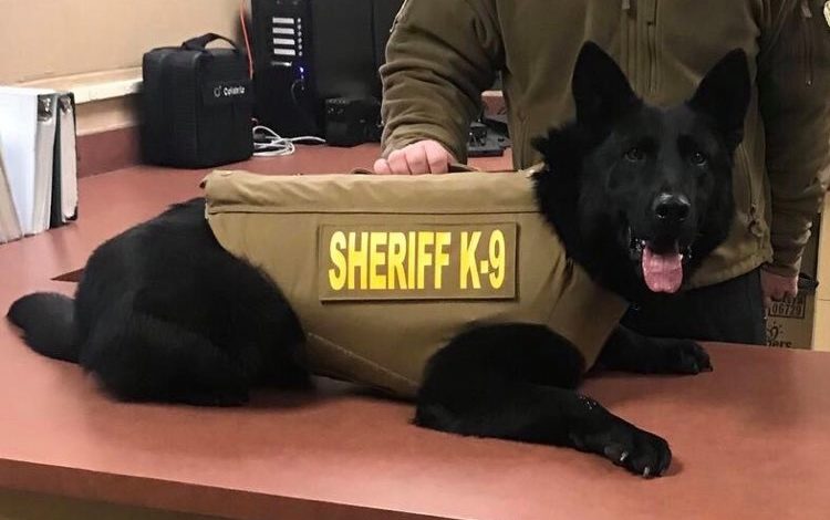 K9 bear small