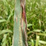 aphids