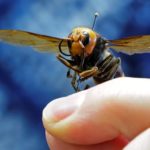 hornet