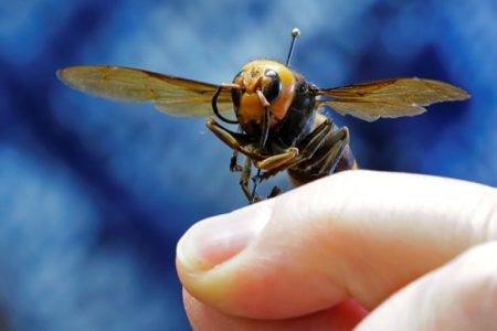 hornet