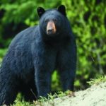 bear