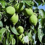 Walnut green