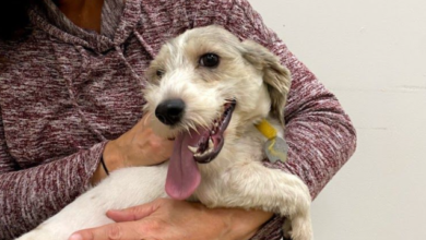Photo of Dog Day Afternoon reading event at Joplin Public Library