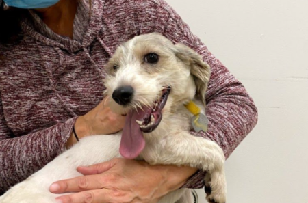 Dog Day Afternoon reading event at Joplin Public Library