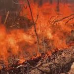 Wildfire
