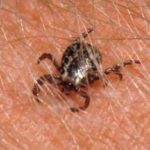 American dog tick male 5 1988