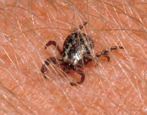 American dog tick male 5 1988