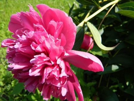 Peonies traditional flower for Memorial Day