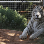 Tiger king zoo