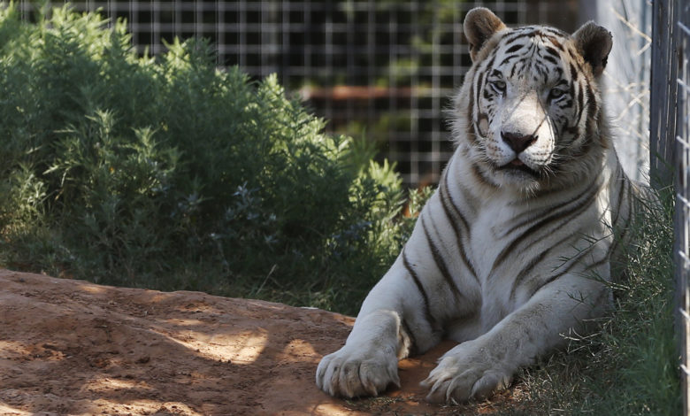 Tiger king zoo