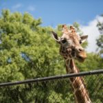 zoo