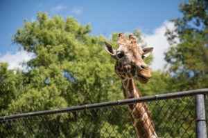 zoo