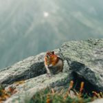 wildlife