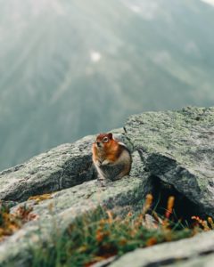 wildlife