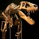 Cannibal dinosaur